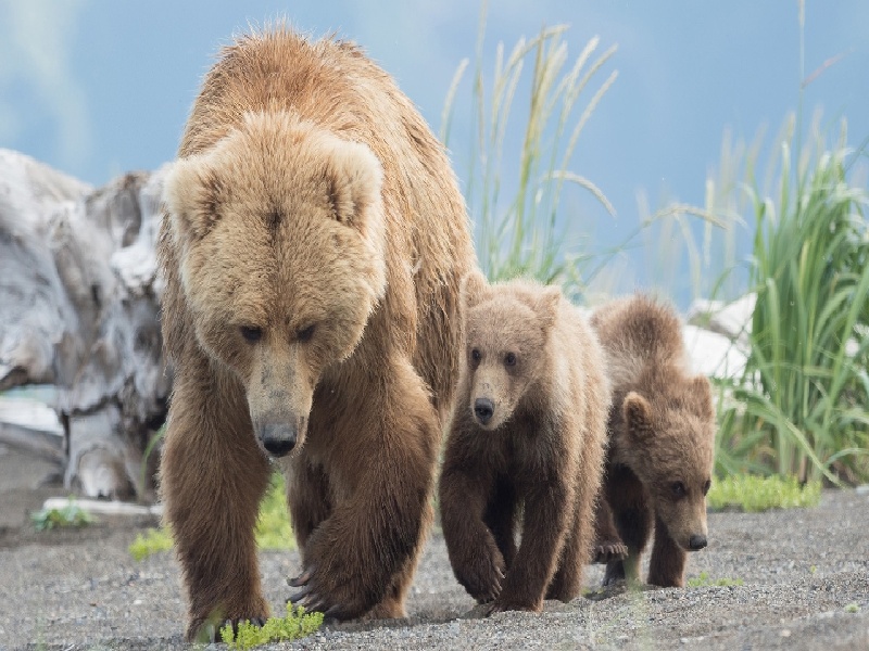 试管诊刮价钱精子活力偏差试管试管苹果做成花
